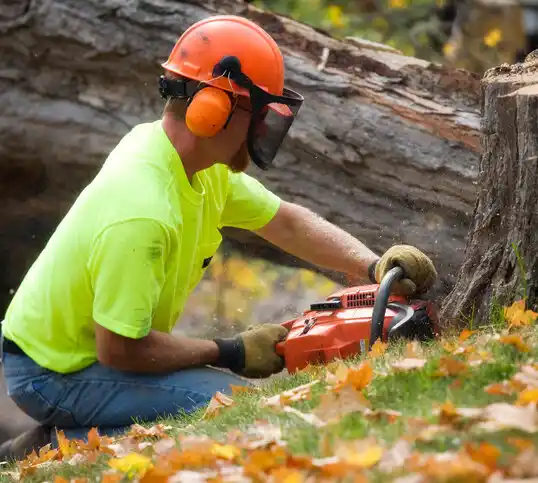 tree services Portales